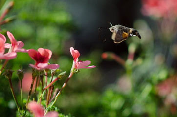Hawk Moth in flight