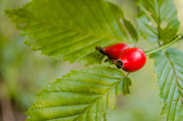 Red rosehip, Fructus cynosbati suitable for vitamin tea