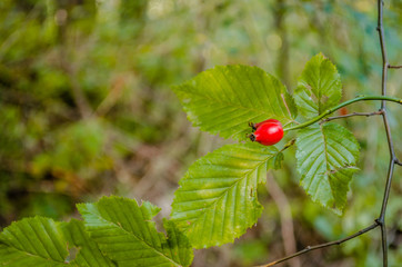 Red rosehip, Fructus cynosbati suitable for vitamin tea