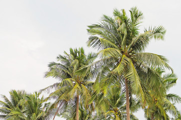 Beautiful coconut tree (Cocos nucifera) against with sky background is member of palm tree family that is popular tropical plant use its fruit as ingredient in food and cosmetic such as coconut oil