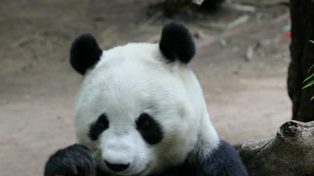 Panda Bear eating bamboo San Diego. The giant panda black and white from mountains of central China. Few survive with only a few dozen outside the country. Once as low as a few hundred now about 3,000