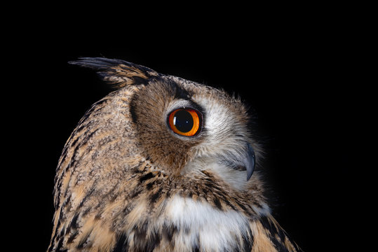 owl nature wild face black look eyes wildlife hunter bird