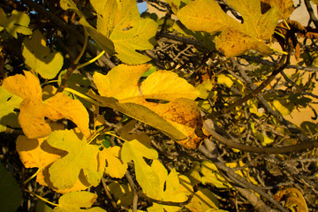 Yellow fig tree leaves