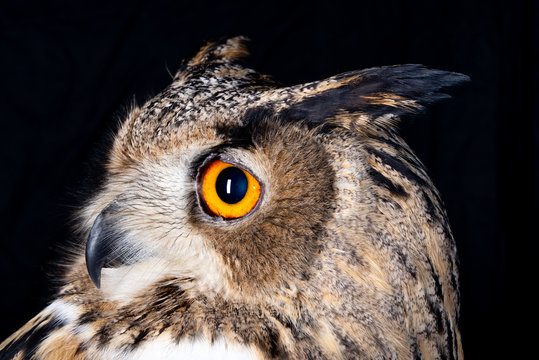 owl nature wild face black look eyes wildlife hunter bird