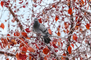 dove on icy branch