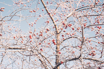 Winter branches and red berries covered with hoarfrost