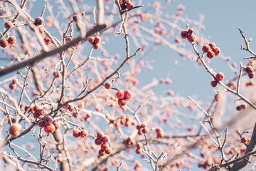 Winter branches and red berries covered with hoarfrost