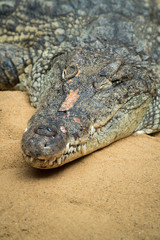 Porträt eines schlafenden Krokodils