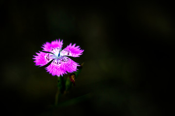 Obraz premium Flora tipica della Liguria (Parco del Beigua)