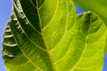 Flora tipica della Liguria (Parco del Beigua)