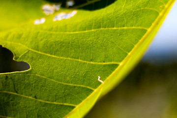 Flora tipica della Liguria (Parco del Beigua)