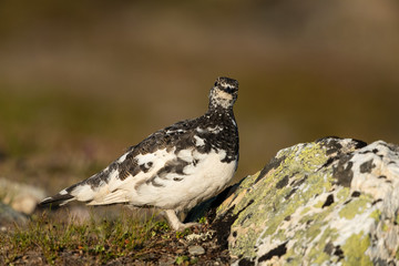 Rock ptarmigan in the scandinavian fell