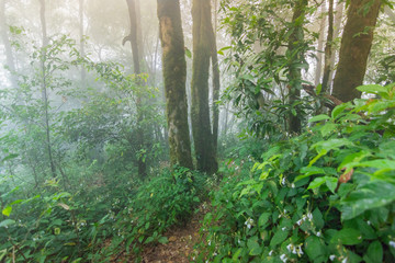 dirt walkway in tropical rainforest plants at mon jong international park Chaingmai, Thailand