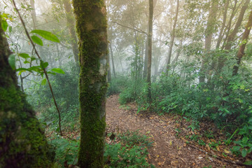 Fototapeta premium dirt walkway in tropical rainforest plants at mon jong international park Chaingmai, Thailand