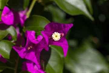 Flora tipica della Liguria (Parco del Beigua)