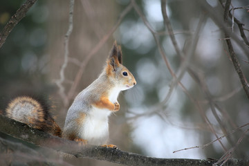 Squirrel in the forest sitting on a tree