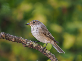 Spotted Flycatcher (Muscicapa striata), isolated in the forest