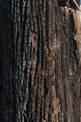 The old wood surface