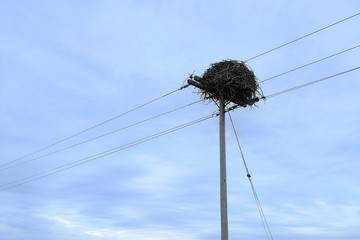 A huge bird's nest on top of an electric pole.