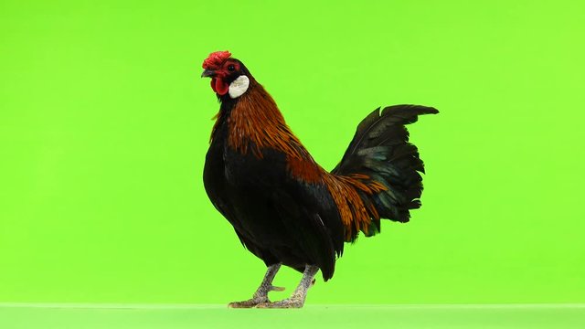  Rooster crowing on green screen.