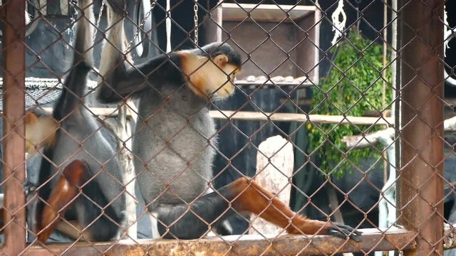 Two red-shanked douc langur (Pygathrix nemaeus) sit and looking out through the cage.