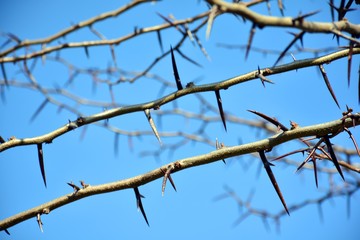 Fototapeta na wymiar Acacia de tres espinas en invierno