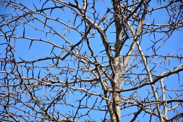  Acacia de tres espinas en invierno