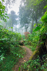 dirt walkway in tropical rainforest plants at mon jong international park Chaingmai, Thailand