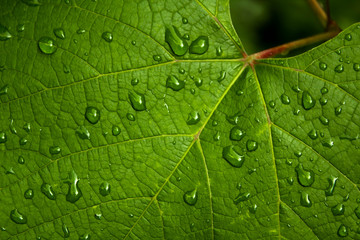 Beautiful fresh leave close up with water drops
