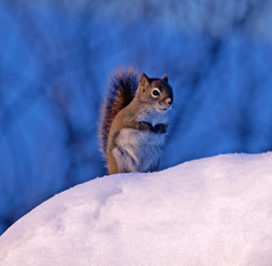 Squirrel on a cold morning