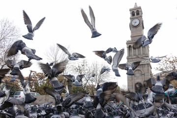 Pigeons in front of the clock tower - Hamamonu district, Ankara - Turkey