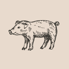 Hand drawn pig. Sketch, vector illustration. 