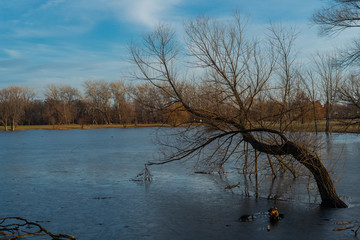 Tree on the lake