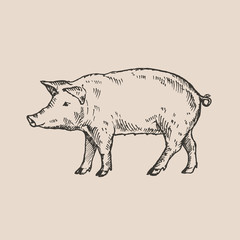 Hand drawn pig. Sketch, vector illustration. 