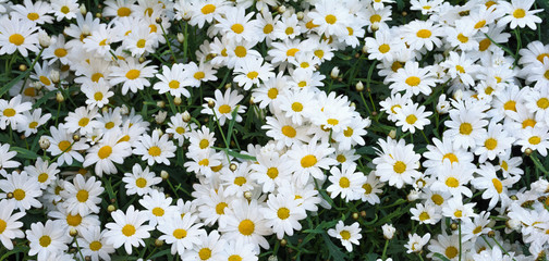 chamomile,medicinal plant. lots of daisies in the meadow. Beautiful natural background.