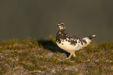 Fototapeta premium Rock ptarmigan in the scandinavian fell