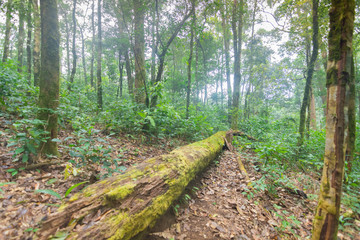 fallen tree in tropical rainforest plants at mon jong international park Chaingmai, Thailand