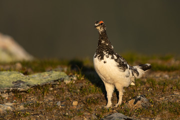 Rock ptarmigan in the scandinavian fell