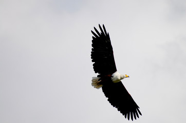 African Fish Eagle - Chobe National Park - Botswana