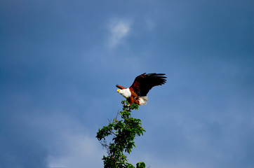 African Fish Eagle - Chobe National Park - Botswana