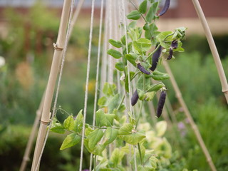 permaculture garden with beans and flowers