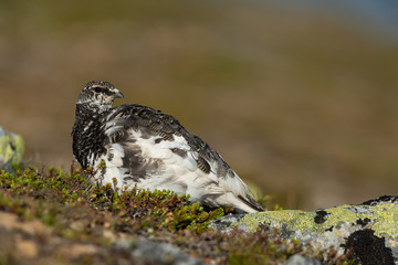Rock ptarmigan in the scandinavian fell
