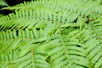 Green Leaves background