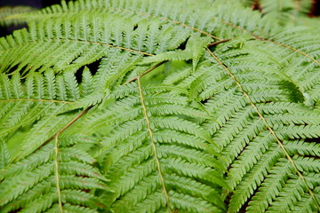 Green Leaves background