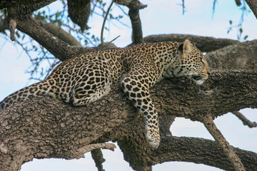 Serengeti National Park leopard Panthera pardus