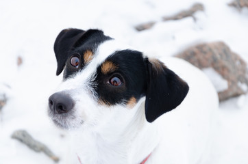 Jack Russell Terrier.The dog walks on a deserted stone beach. Mental health of a lonely dog