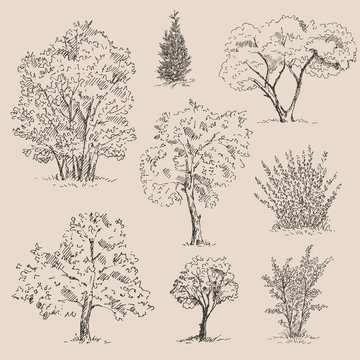 Hand drawn tree sketches set. Vector illustration.