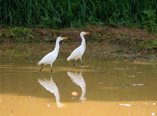 crane birds walking