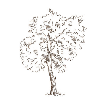 Hand drawn tree. Sketch. Vector illustration.