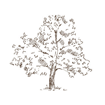 Hand drawn tree. Sketch. Vector illustration.